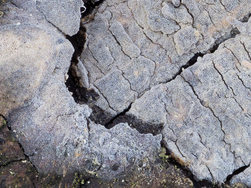 Xenasma pulverulentum Xenasma pulverulentum